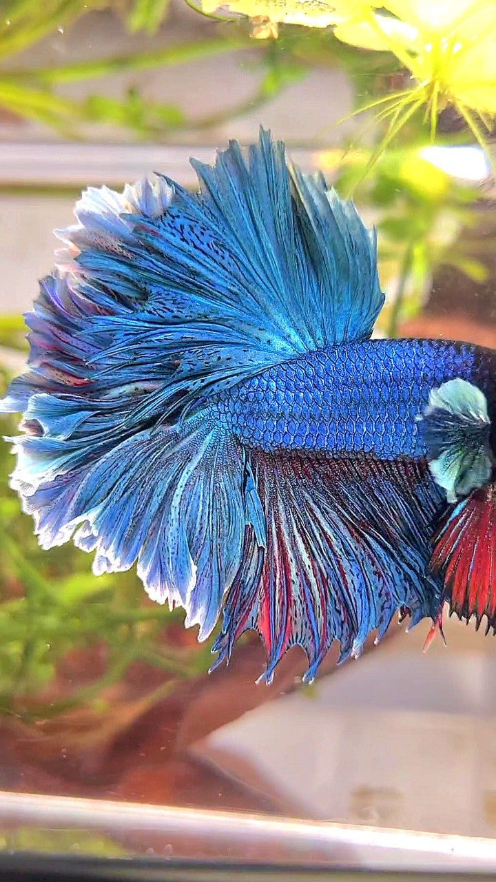 XL HALFMOON FEATHER TAIL BLUE GREEN TURQUOISE BETTA FISH