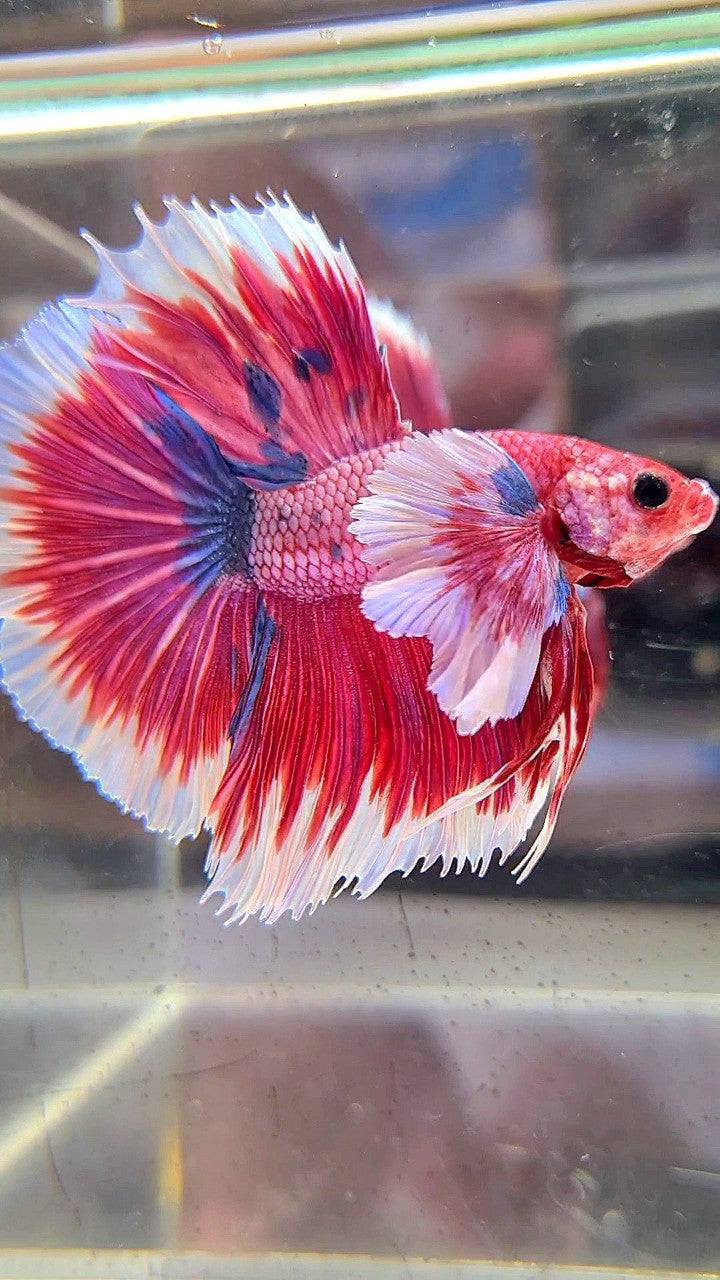 LUXURY HALFMOON SUPER DUMBO EAR ROSETAIL PINK RED FANCY HELLBOY MULTICOLOR BETTA FISH