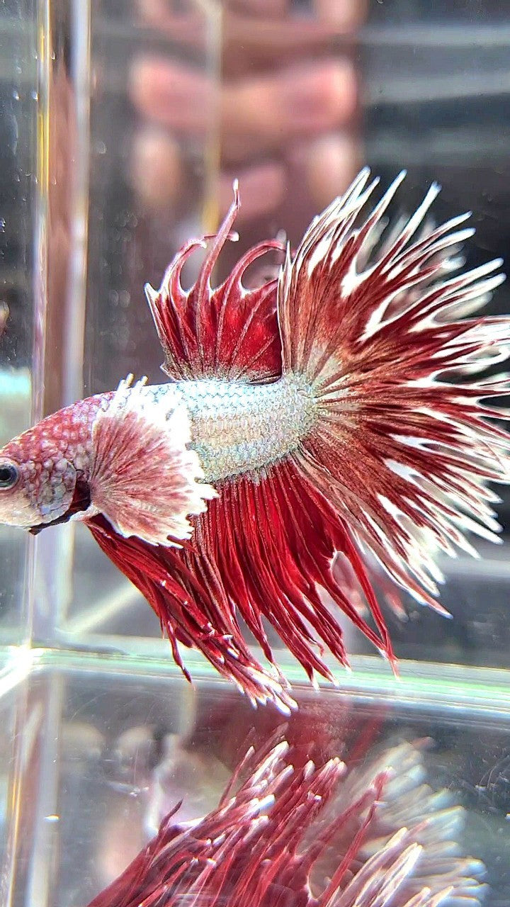 Dopper Fish CROWNTAIL DUMBO EAR RED COPPER ARMY BETTA FISH – Rare Betta Fish Store