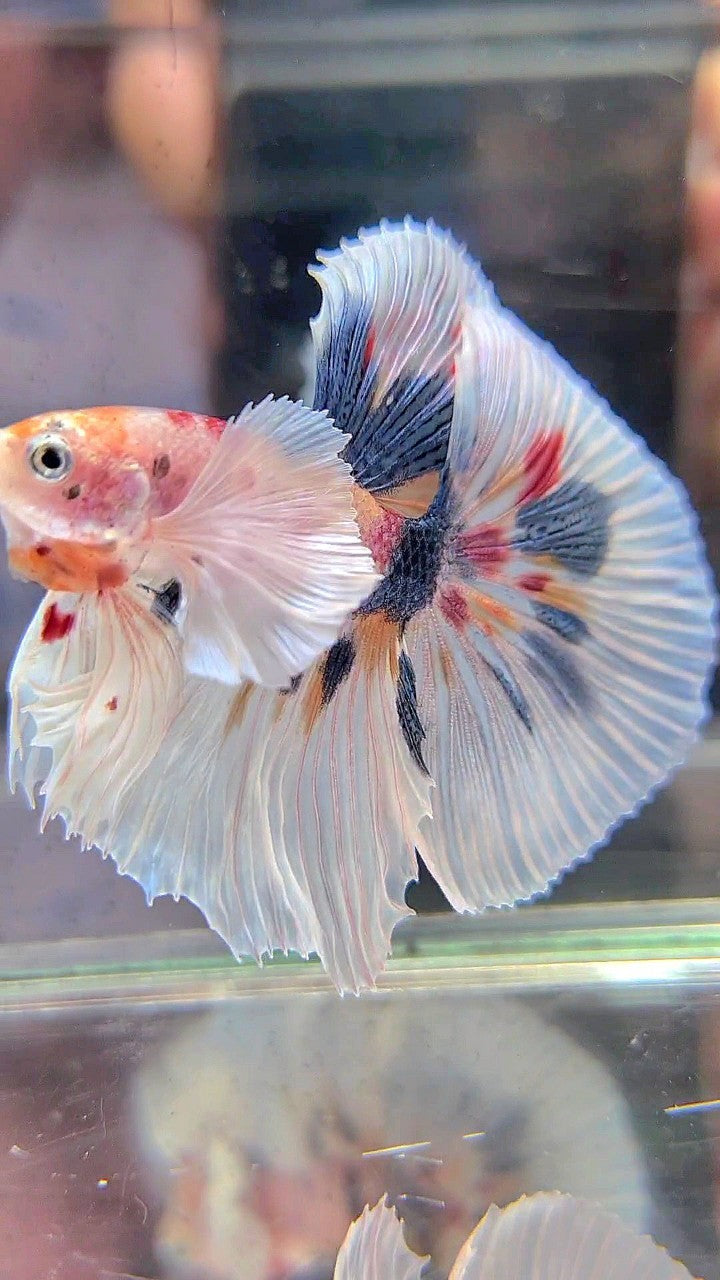 HALFMOON SUPER DUMBO EAR WHITE CANDY DOTS MULTICOLOR BETTA FISH