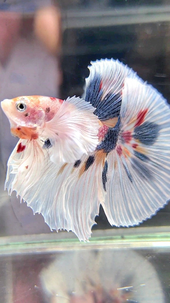 HALFMOON SUPER DUMBO EAR WHITE CANDY DOTS MULTICOLOR BETTA FISH