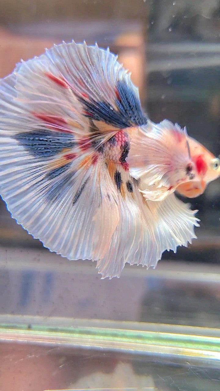 HALFMOON SUPER DUMBO EAR WHITE CANDY DOTS MULTICOLOR BETTA FISH