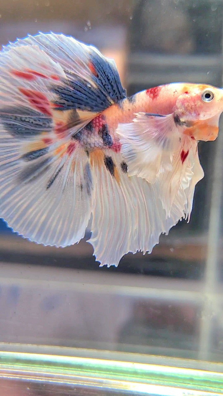 HALFMOON SUPER DUMBO EAR WHITE CANDY DOTS MULTICOLOR BETTA FISH