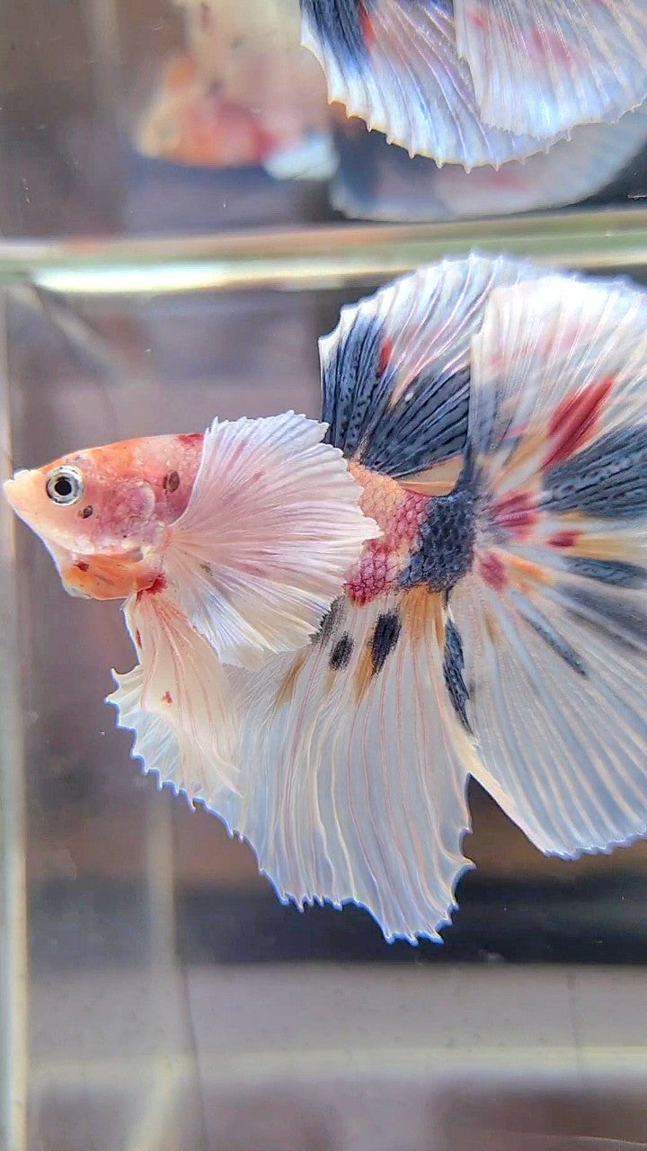 HALFMOON SUPER DUMBO EAR WHITE CANDY DOTS MULTICOLOR BETTA FISH