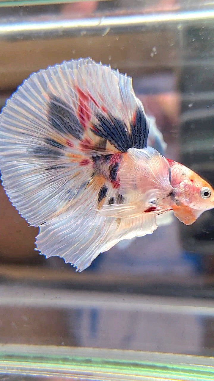 HALFMOON SUPER DUMBO EAR WHITE CANDY DOTS MULTICOLOR BETTA FISH