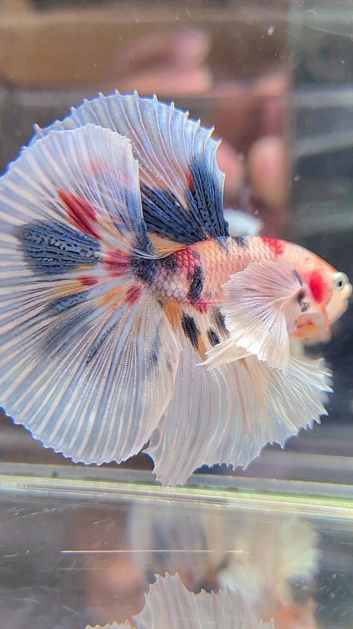 HALFMOON SUPER DUMBO EAR WHITE CANDY DOTS MULTICOLOR BETTA FISH