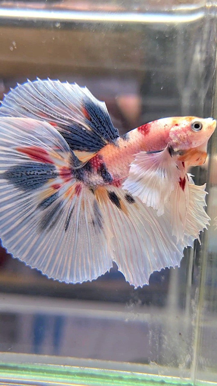 HALFMOON SUPER DUMBO EAR WHITE CANDY DOTS MULTICOLOR BETTA FISH