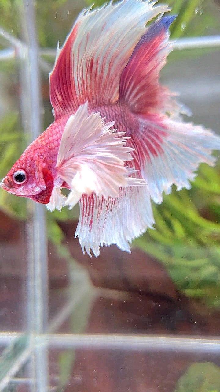 HALFMOON DOUBLE TAIL SUPER DUMBO EAR PINK BUTTERFLY BETTA FISH