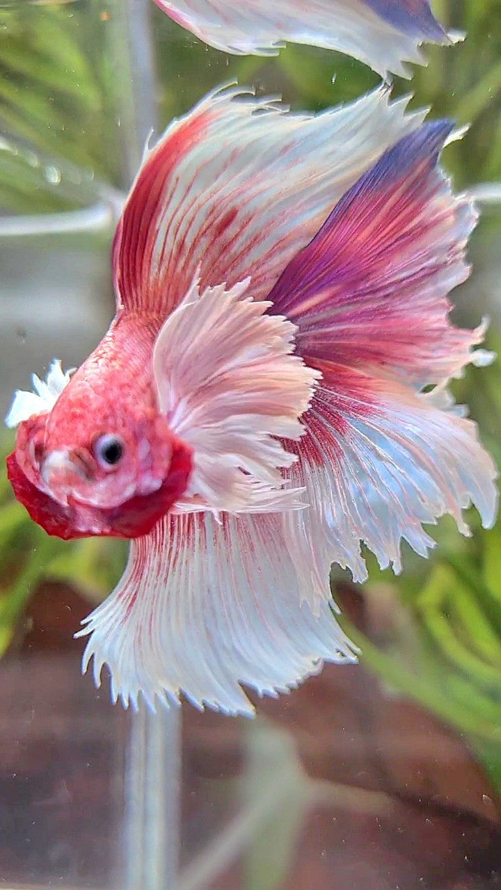 HALFMOON DOUBLE TAIL SUPER DUMBO EAR PINK BUTTERFLY BETTA FISH