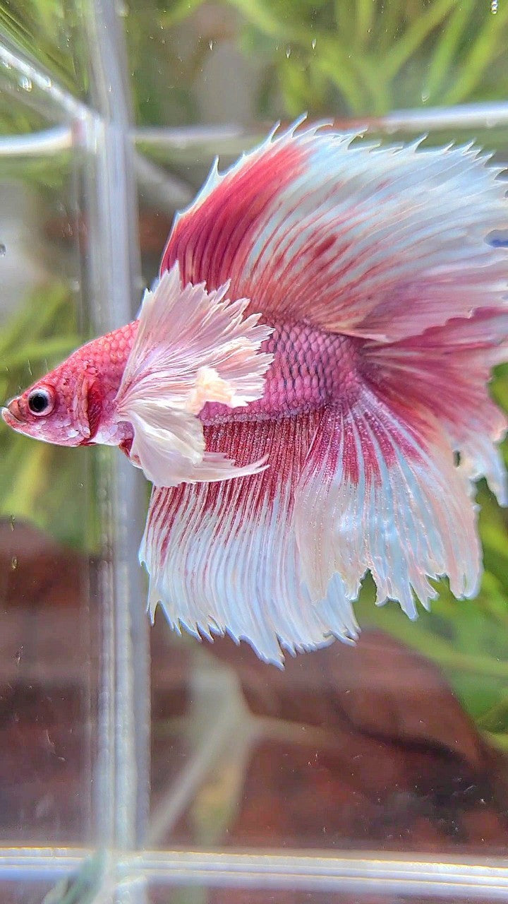 HALFMOON DOUBLE TAIL SUPER DUMBO EAR PINK BUTTERFLY BETTA FISH