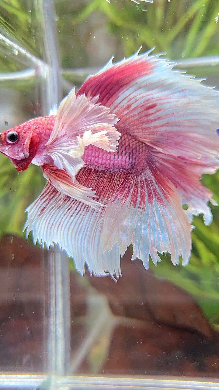 HALFMOON DOUBLE TAIL SUPER DUMBO EAR PINK BUTTERFLY BETTA FISH