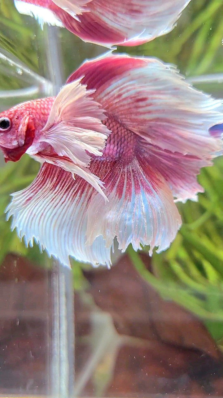 HALFMOON DOUBLE TAIL SUPER DUMBO EAR PINK BUTTERFLY BETTA FISH