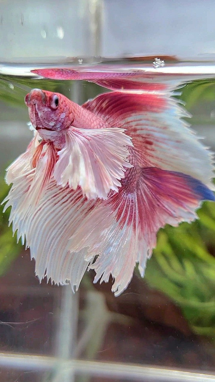 HALFMOON DOUBLE TAIL SUPER DUMBO EAR PINK BUTTERFLY BETTA FISH