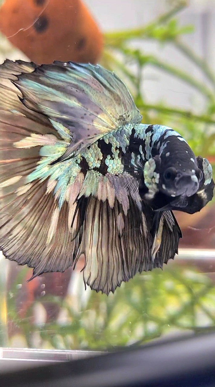 XL HALFMOON BLACK STAR GALAXY AVATAR COPPER YELLOW PATTERN UNIQUE BETTA FISH