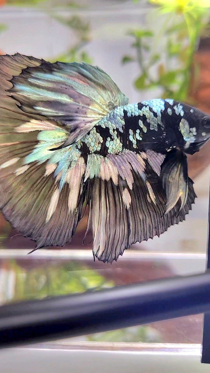 XL HALFMOON BLACK STAR GALAXY AVATAR COPPER YELLOW PATTERN UNIQUE BETTA FISH