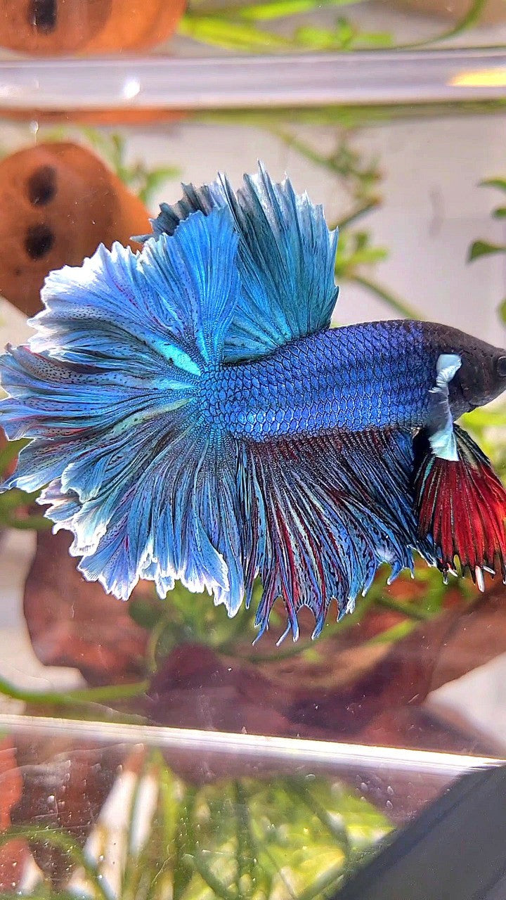 XL HALFMOON FEATHER TAIL BLUE GREEN TURQUOISE BETTA FISH