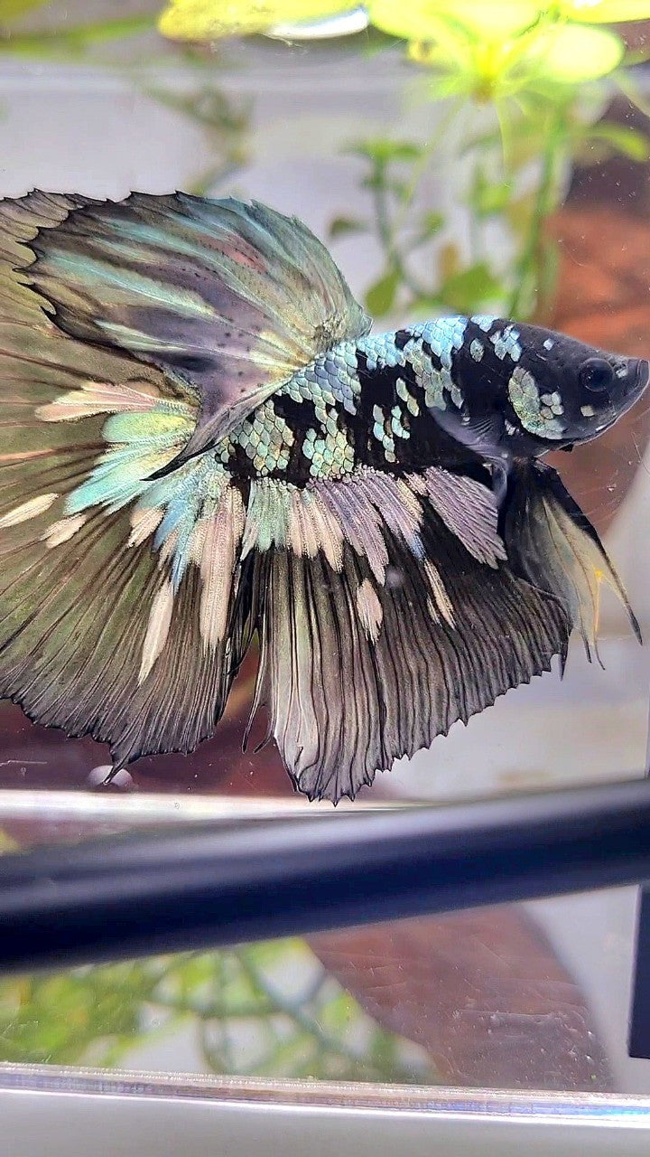 XL HALFMOON BLACK STAR GALAXY AVATAR COPPER YELLOW PATTERN UNIQUE BETTA FISH