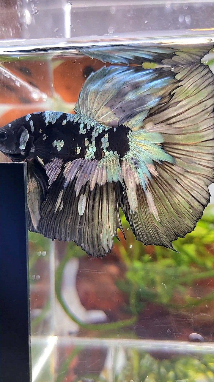 XL HALFMOON BLACK STAR GALAXY AVATAR COPPER YELLOW PATTERN UNIQUE BETTA FISH