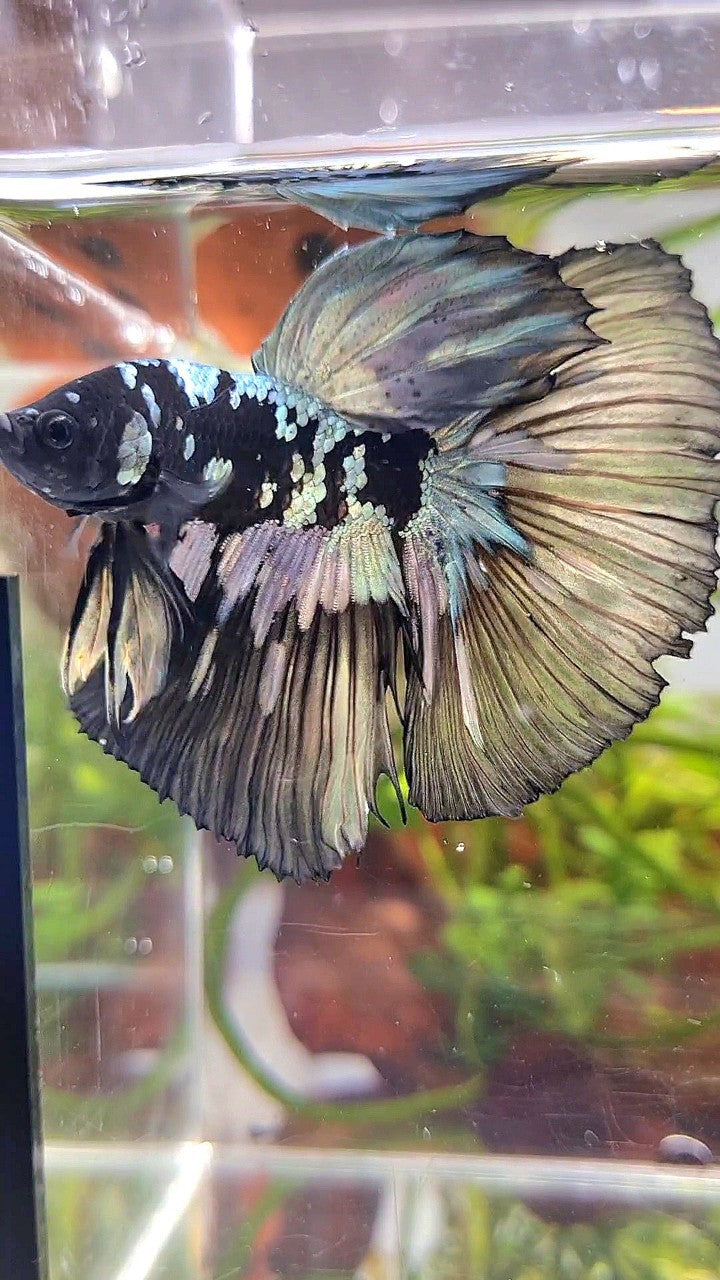 XL HALFMOON BLACK STAR GALAXY AVATAR COPPER YELLOW PATTERN UNIQUE BETTA FISH