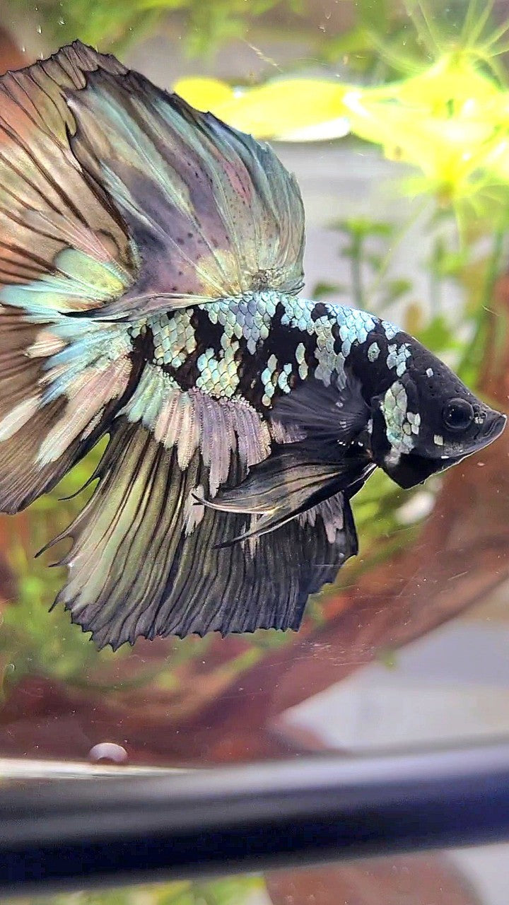 XL HALFMOON BLACK STAR GALAXY AVATAR COPPER YELLOW PATTERN UNIQUE BETTA FISH