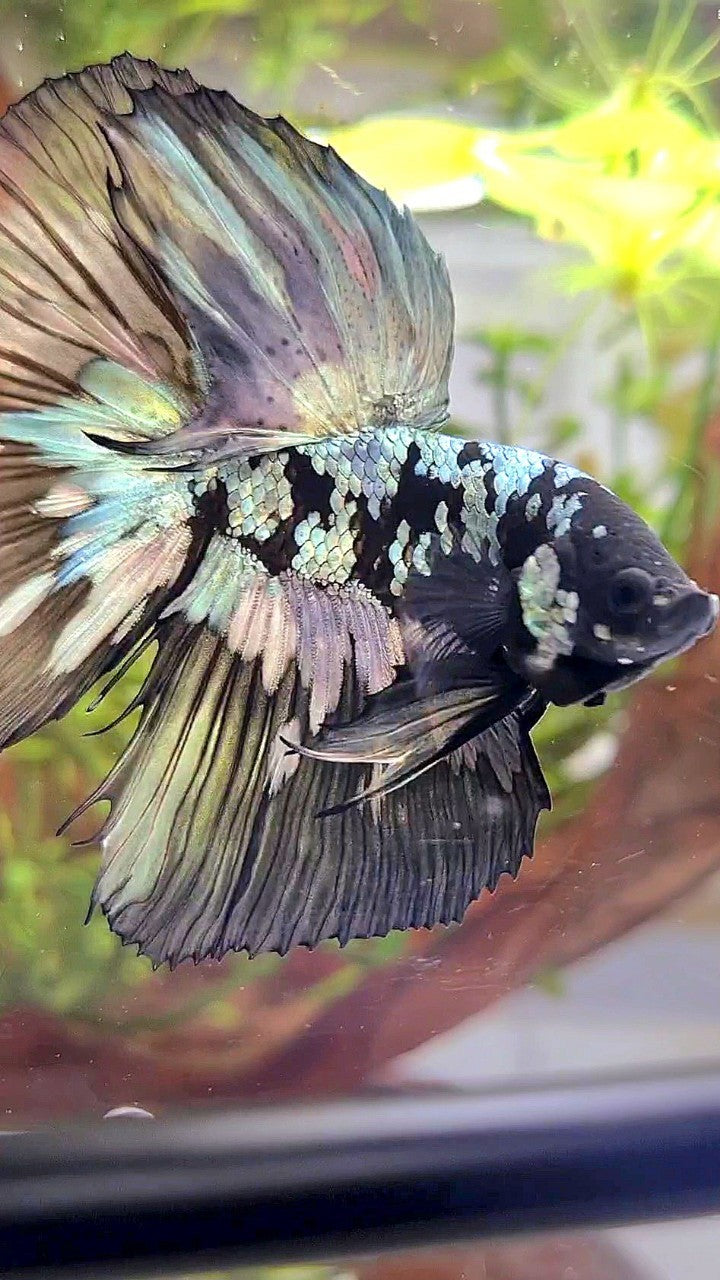 XL HALFMOON BLACK STAR GALAXY AVATAR COPPER YELLOW PATTERN UNIQUE BETTA FISH