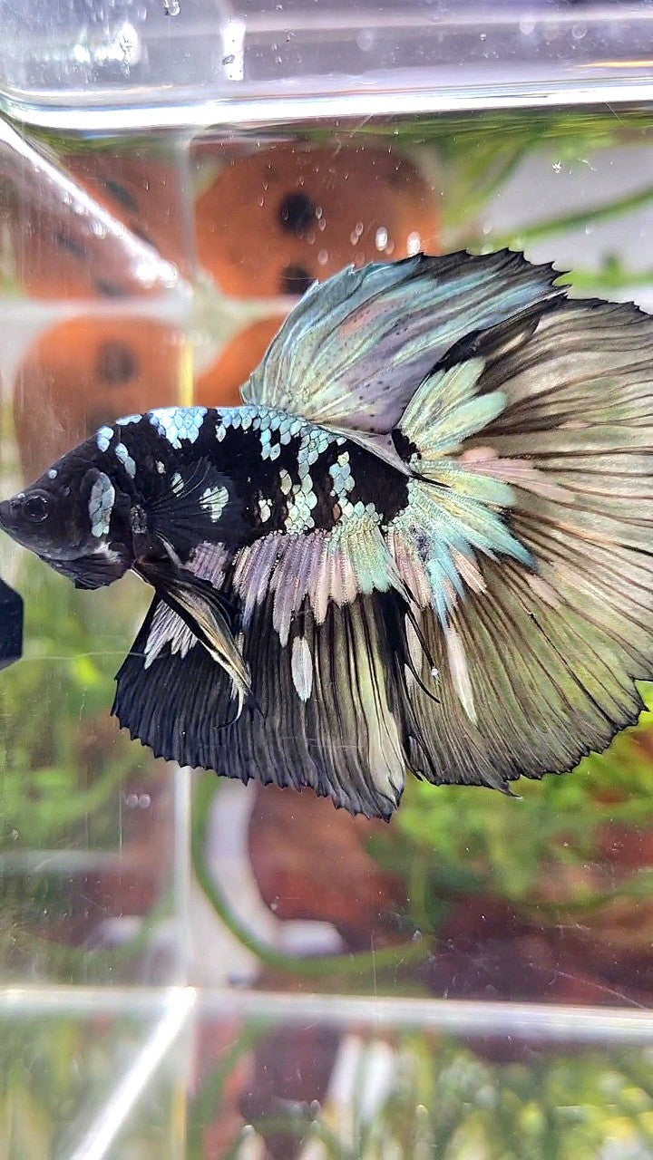 XL HALFMOON BLACK STAR GALAXY AVATAR COPPER YELLOW PATTERN UNIQUE BETTA FISH