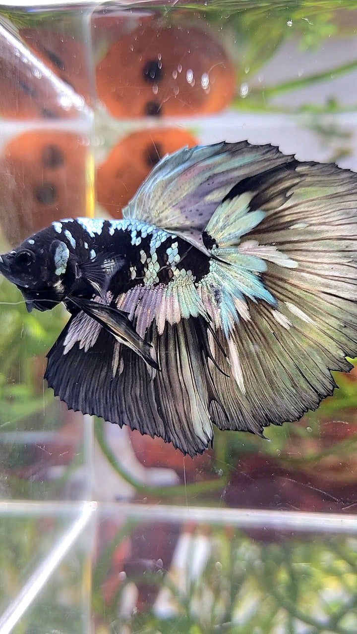 XL HALFMOON BLACK STAR GALAXY AVATAR COPPER YELLOW PATTERN UNIQUE BETTA FISH