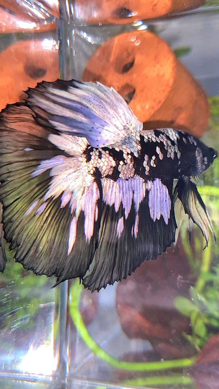 XL HALFMOON BLACK STAR GALAXY AVATAR COPPER YELLOW PATTERN UNIQUE BETTA FISH