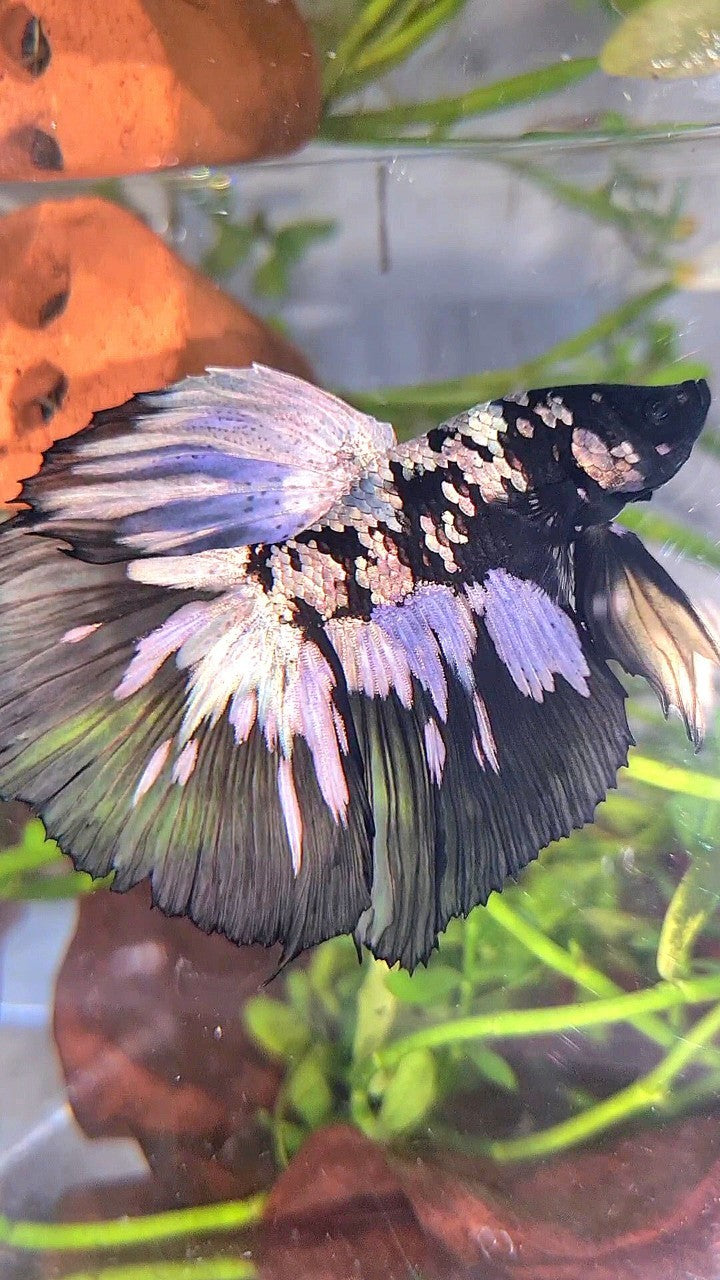 XL HALFMOON BLACK STAR GALAXY AVATAR COPPER YELLOW PATTERN UNIQUE BETTA FISH