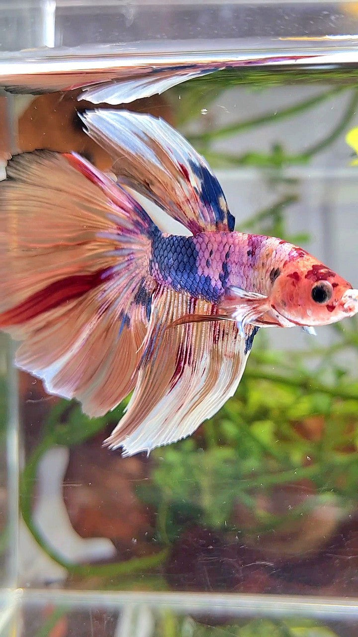 XL HALFMOON NEMO WHITE BARONGSAI BETTA FISH