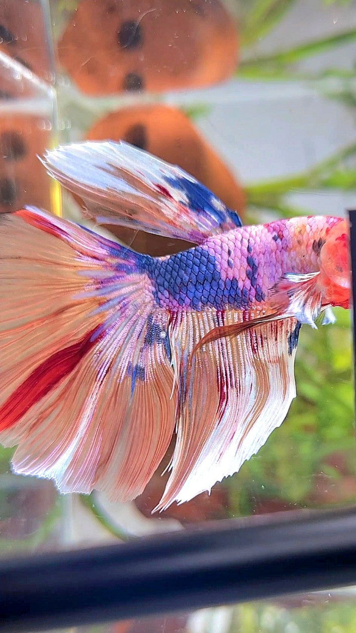 XL HALFMOON NEMO WHITE BARONGSAI BETTA FISH