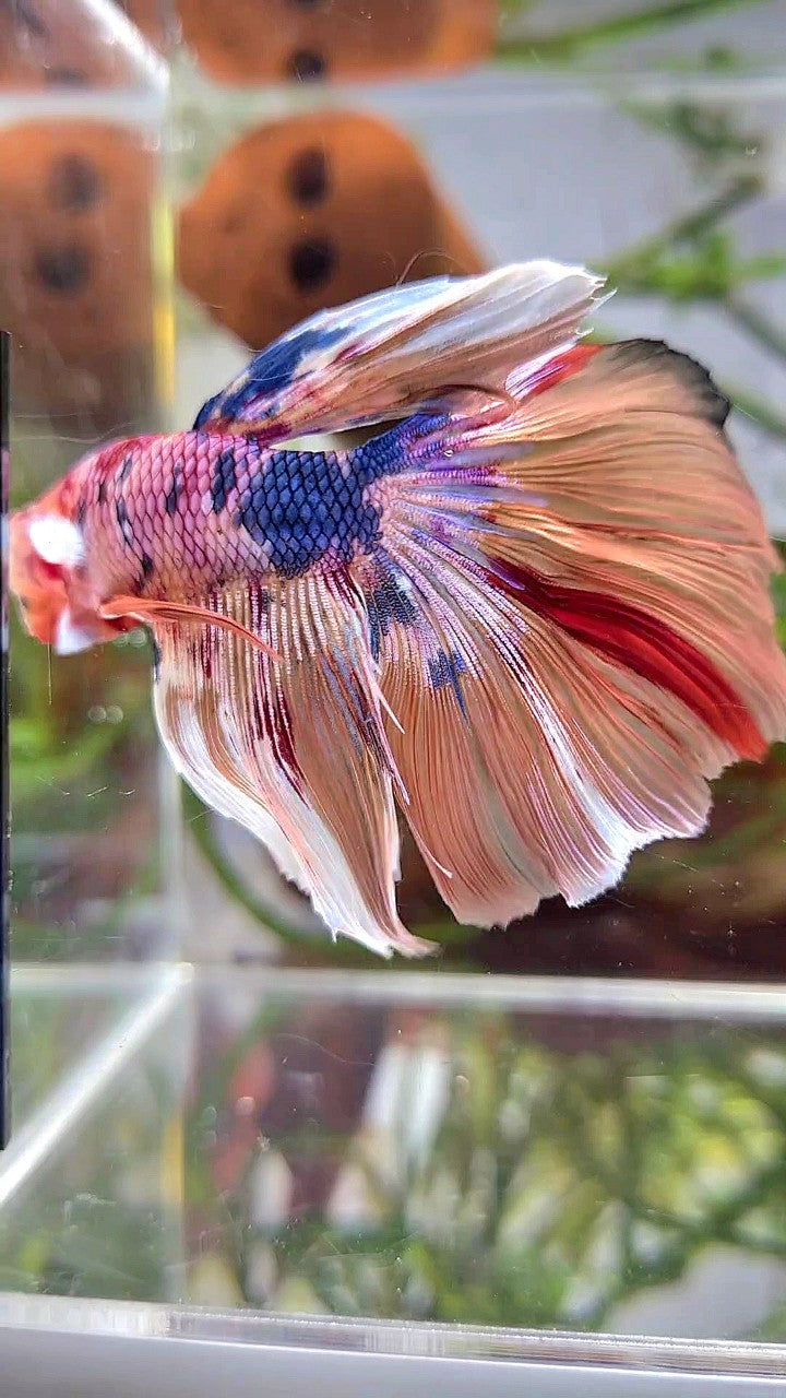 XL HALFMOON NEMO WHITE BARONGSAI BETTA FISH