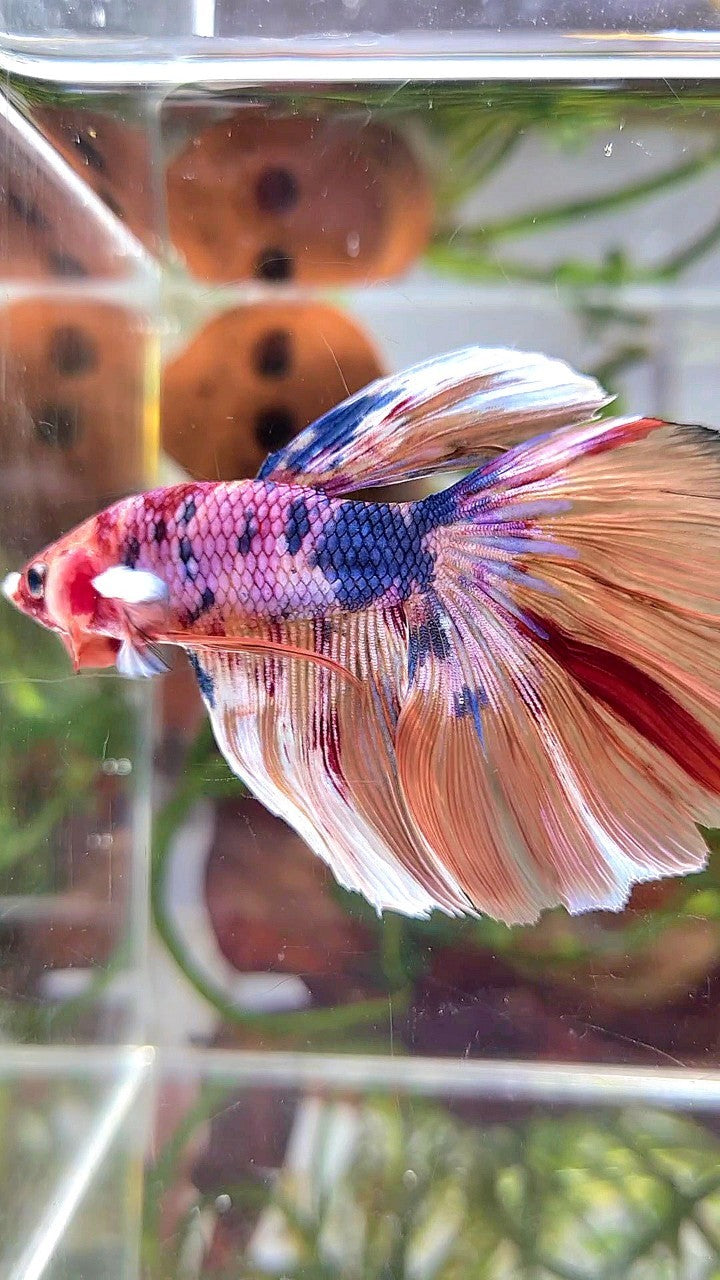 XL HALFMOON NEMO WHITE BARONGSAI BETTA FISH