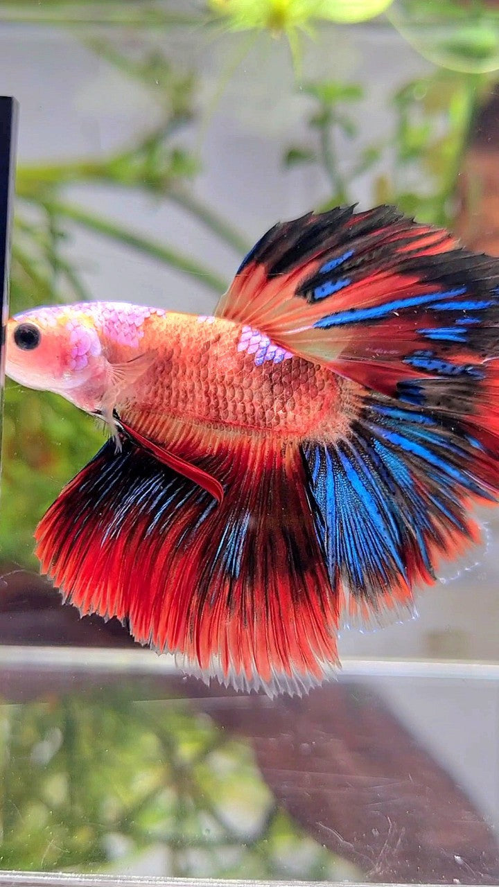 HALFMOON ROSETAIL ORANGE AOC UNIQUE MULTICOLOR BETTA FISH