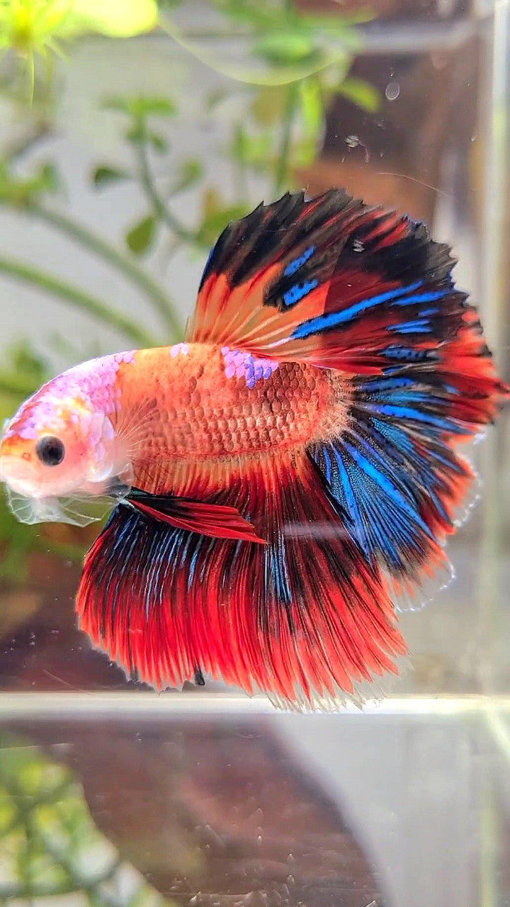 HALFMOON ROSETAIL ORANGE AOC UNIQUE MULTICOLOR BETTA FISH