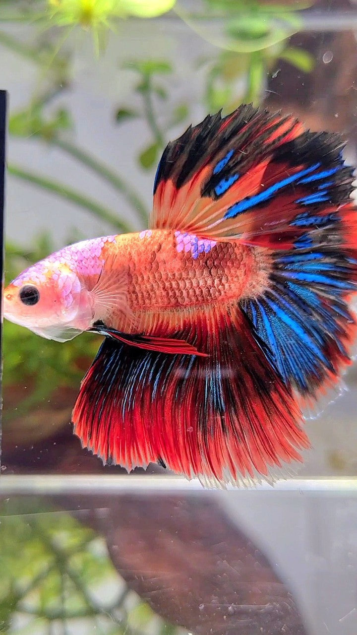 HALFMOON ROSETAIL ORANGE AOC UNIQUE MULTICOLOR BETTA FISH