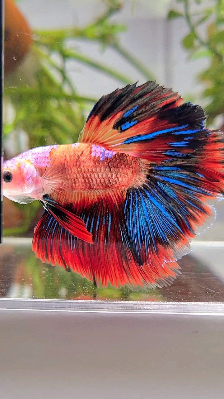 HALFMOON ROSETAIL ORANGE AOC UNIQUE MULTICOLOR BETTA FISH