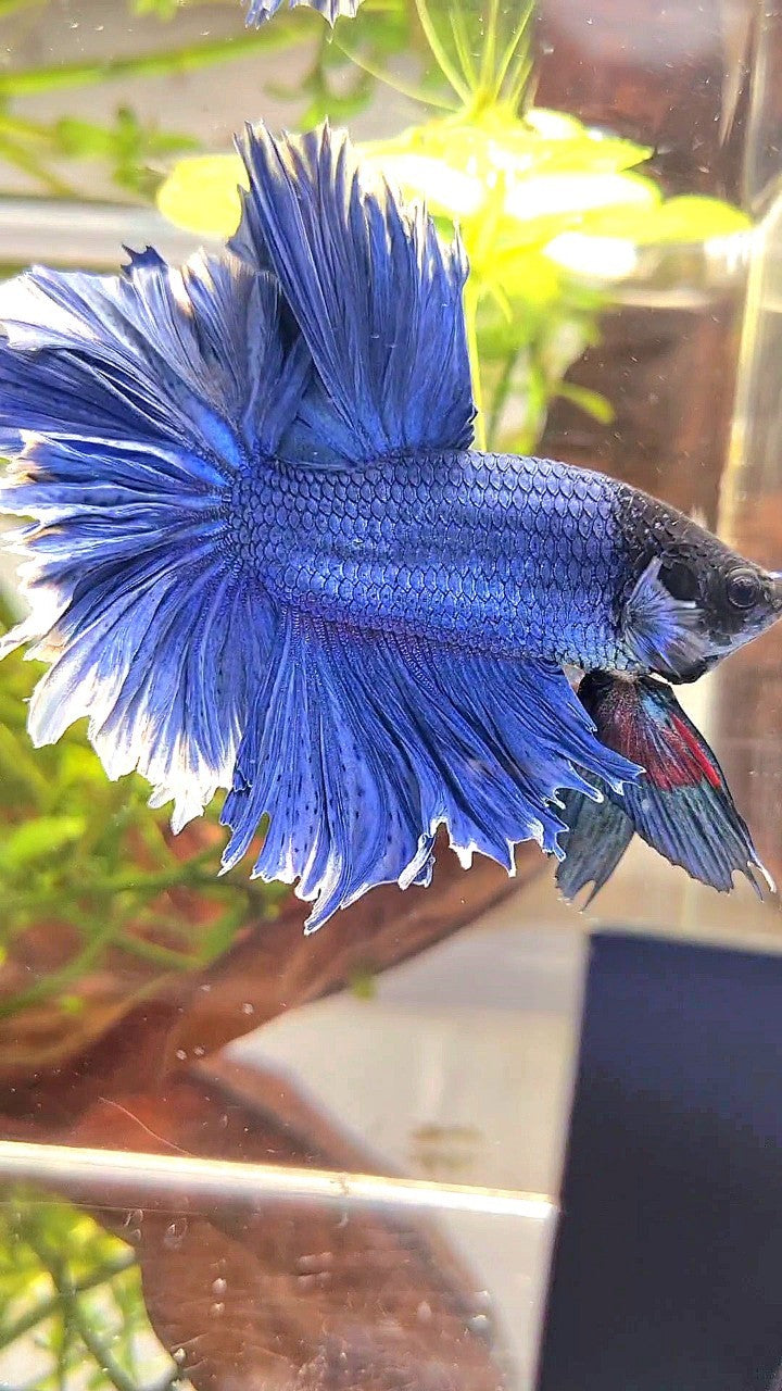 XL HALFMOON FEATHER TAIL BLUE BETTA FISH