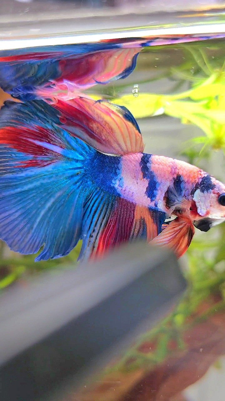 HALFMOON BLUE NEMO FANCY MULTICOLOR BETTA FISH