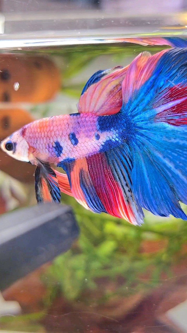 HALFMOON BLUE NEMO FANCY MULTICOLOR BETTA FISH