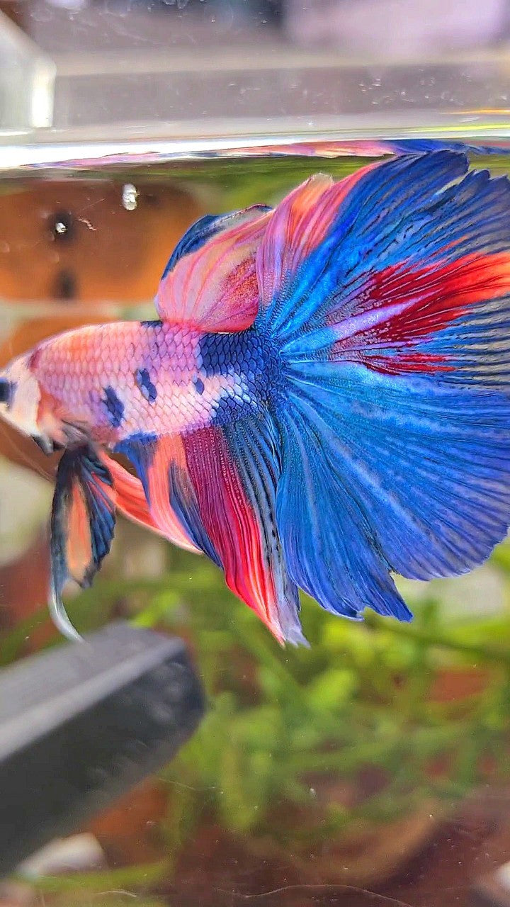 HALFMOON BLUE NEMO FANCY MULTICOLOR BETTA FISH