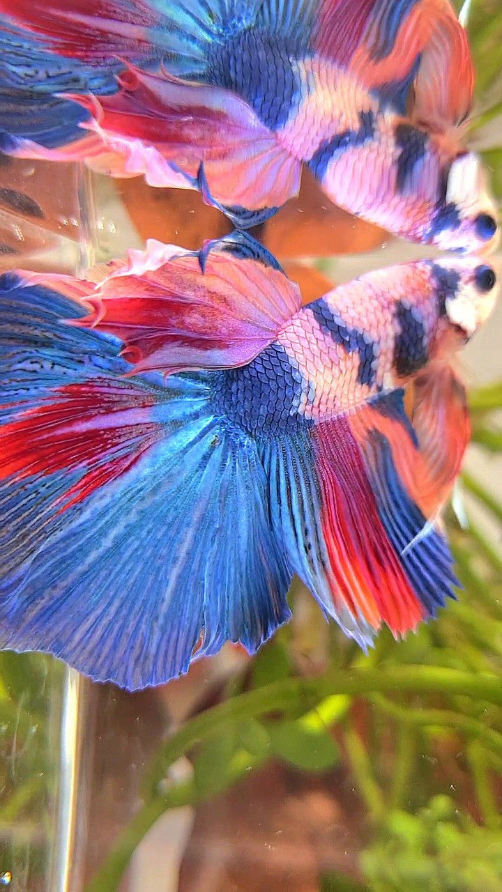 HALFMOON BLUE NEMO FANCY MULTICOLOR BETTA FISH