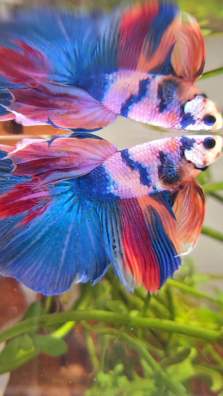 HALFMOON BLUE NEMO FANCY MULTICOLOR BETTA FISH