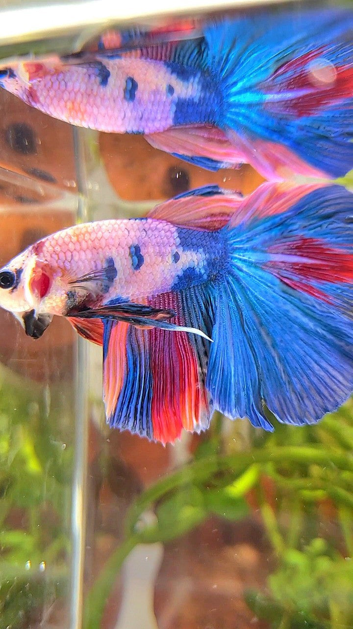 HALFMOON BLUE NEMO FANCY MULTICOLOR BETTA FISH