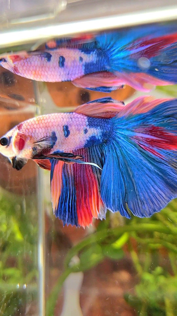 HALFMOON BLUE NEMO FANCY MULTICOLOR BETTA FISH