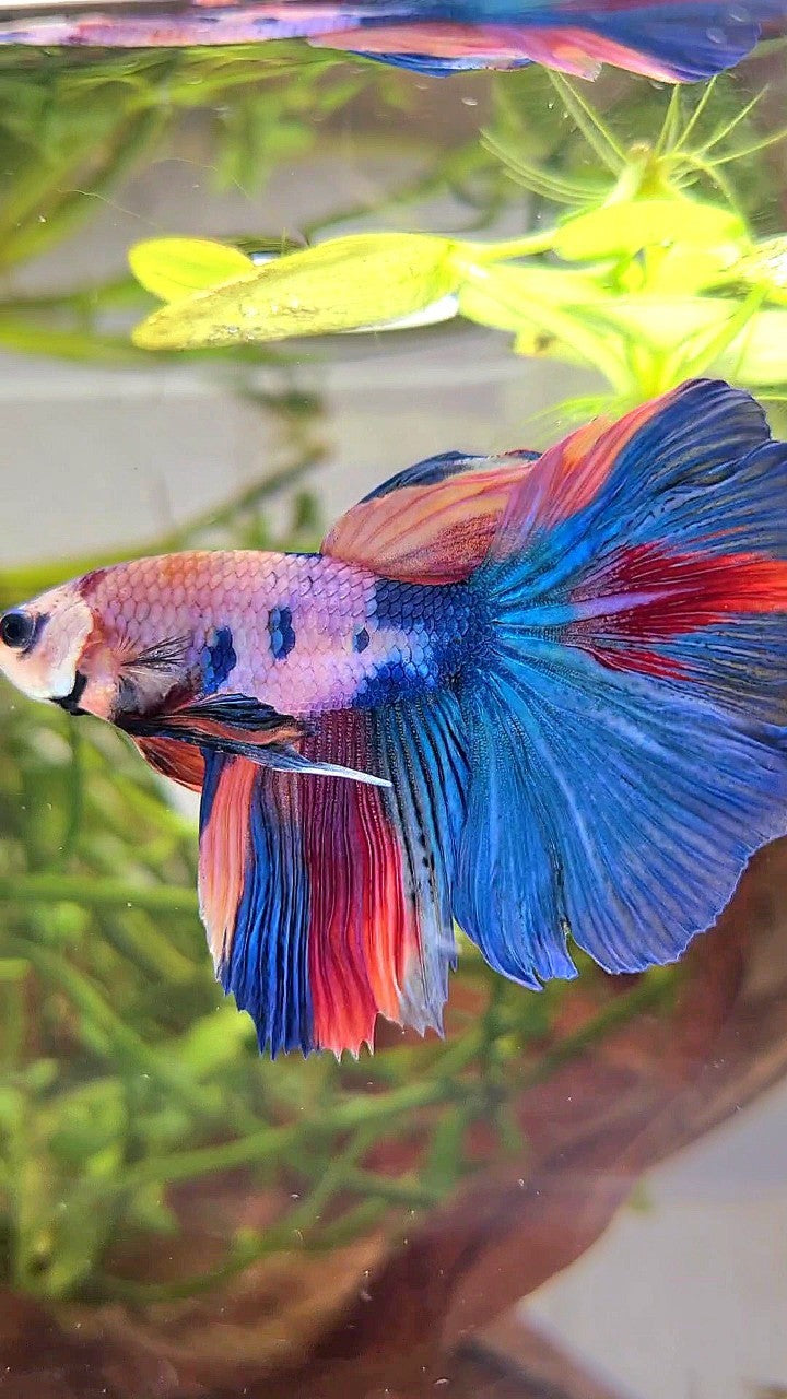 HALFMOON BLUE NEMO FANCY MULTICOLOR BETTA FISH