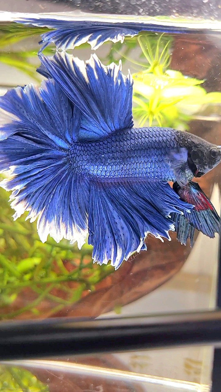 XL HALFMOON FEATHER TAIL BLUE BETTA FISH