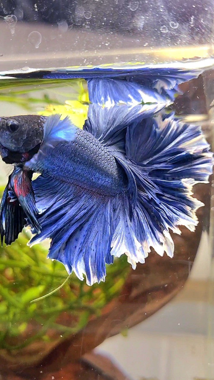 XL HALFMOON FEATHER TAIL BLUE BETTA FISH