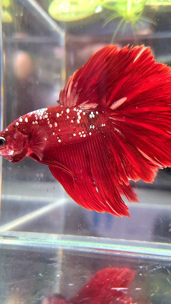 HALFMOON ROSETAIL RED GOLD GALAXY RGG BETTA FISH