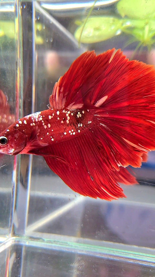 HALFMOON ROSETAIL RED GOLD GALAXY RGG BETTA FISH